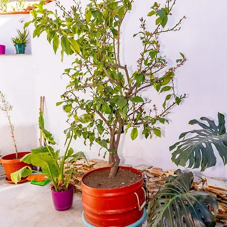 калинови Appartement *