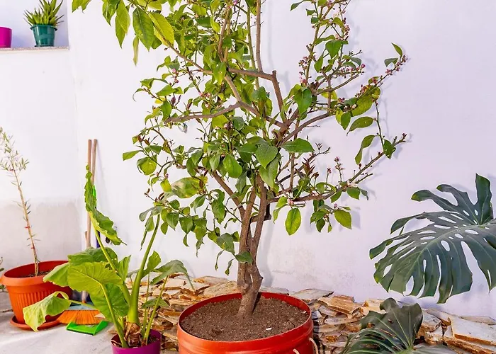 калинови Apartament *